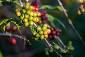 Een groene koffieplant