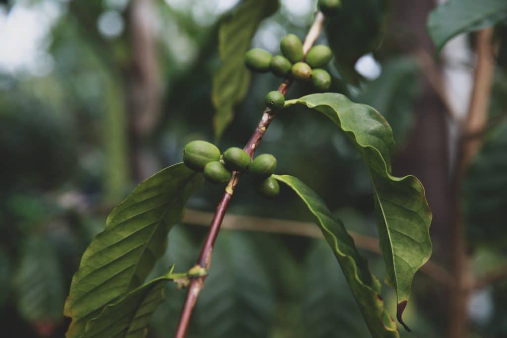 Koffie bessen