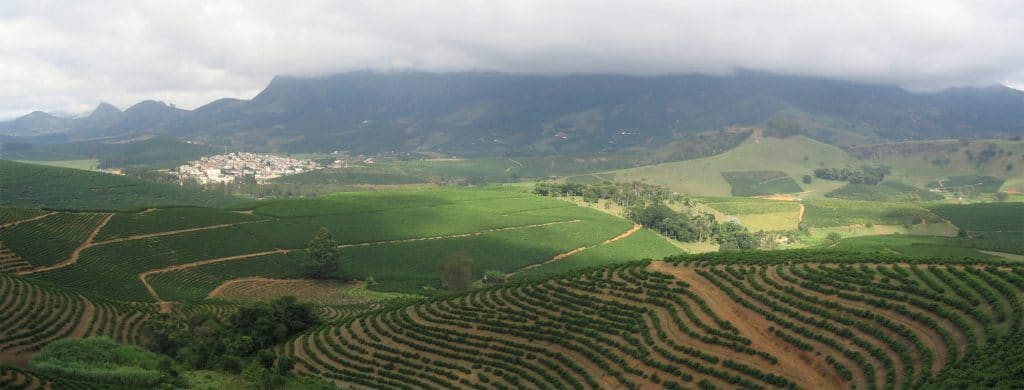 Koffie plantage Arabica bonen