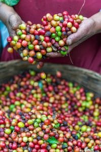 Koffieplantage werkomstandigheden