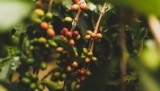 Koffieplantage informatie
